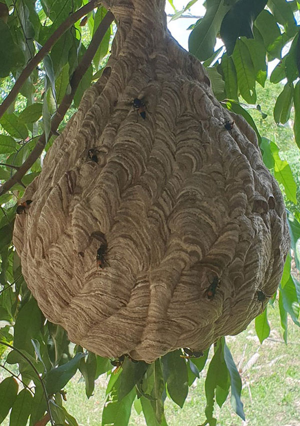 Hà Tĩnh : Cận Cảnh Tổ Ong Vò Vẽ Siêu Lớn 