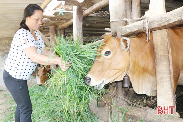 Nông dân Hà Tĩnh chủ động phòng bệnh cho đàn vật nuôi trong mùa nắng