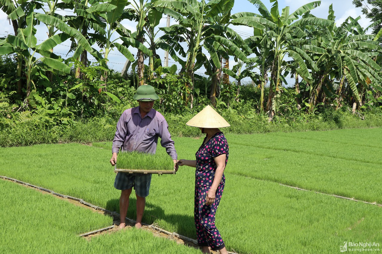 Nghệ An: Hội Nông dân đứng ra nhận ruộng hoang canh tác