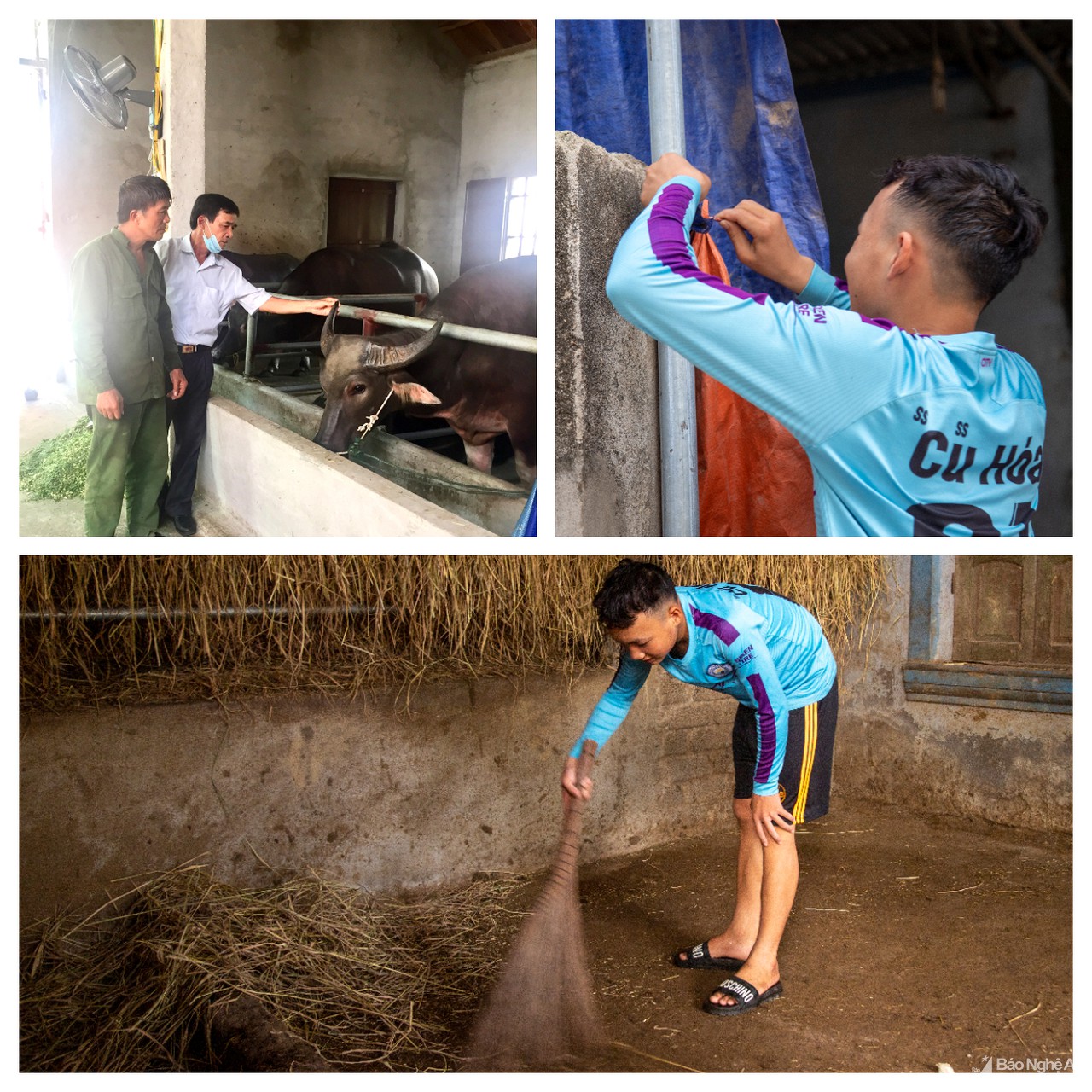 Nông dân Nghệ An đau đầu tìm cách giải nhiệt cho gia súc, gia cầm