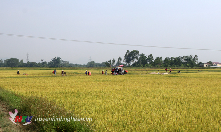 Nghệ An: Lúa được mùa, thương lái thu mua tận ruộng