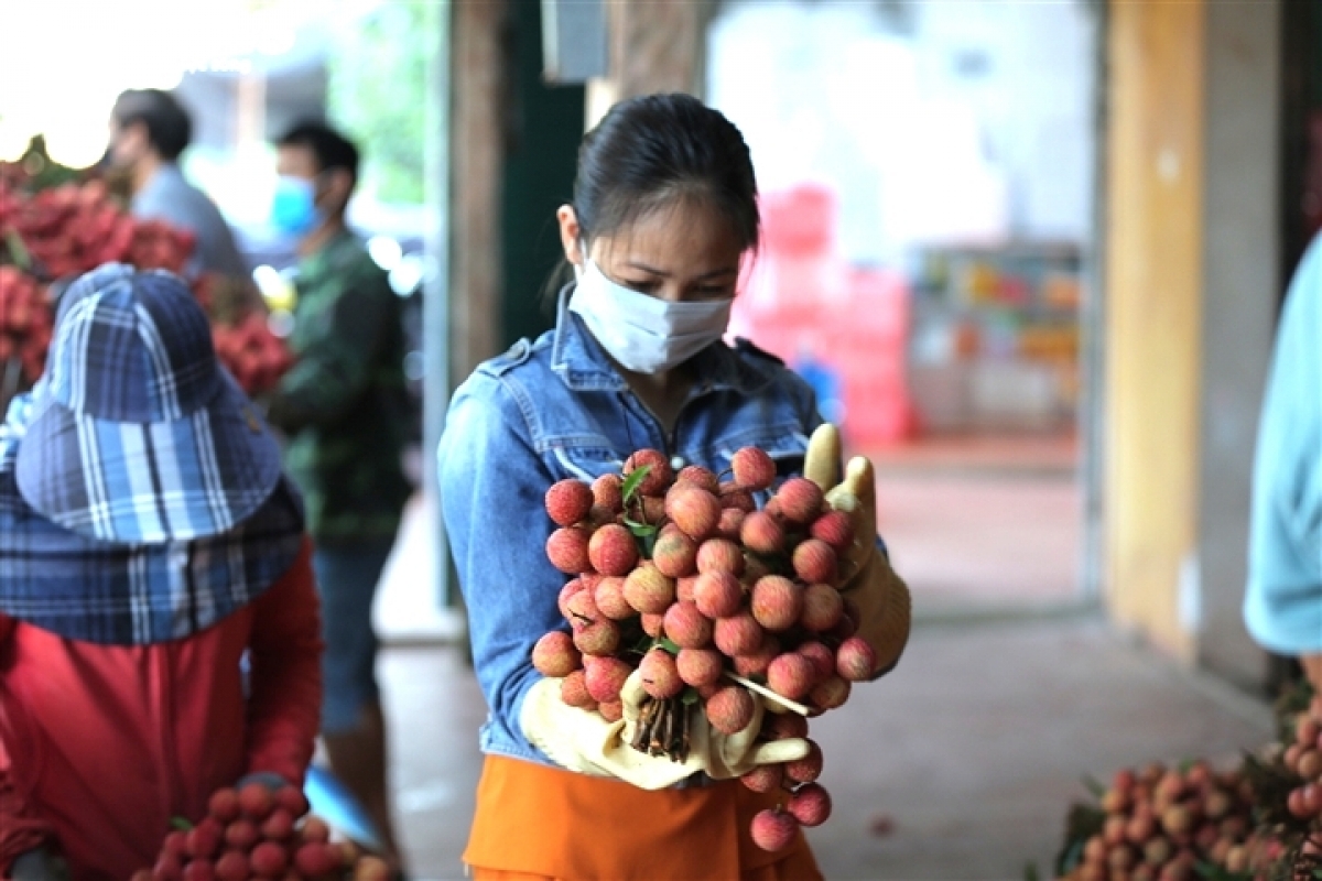 Ảnh: Ấn tượng hàng dài xe chở vải nối đuôi nhau đến điểm thu mua ở Bắc Giang