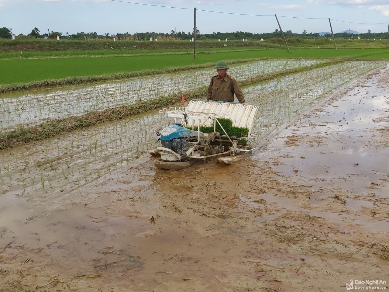 Nghệ An: Hội Nông dân đứng ra nhận ruộng hoang canh tác