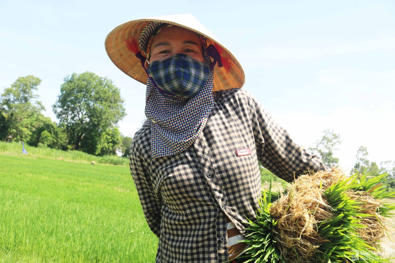 Muôn kiểu chống nắng độc lạ của nông dân Nghệ An