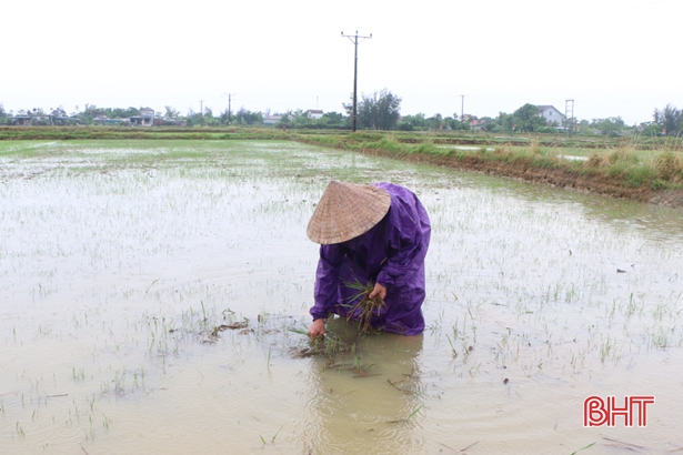 Mưa vàng dịu nhiệt, cấp nguồn nước quý cho đồng ruộng Hà Tĩnh