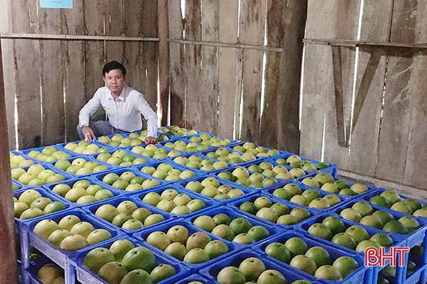 Bảo quản bằng màng sinh học, cam, bưởi Hà Tĩnh vẫn tươi ngon sau 1 tháng