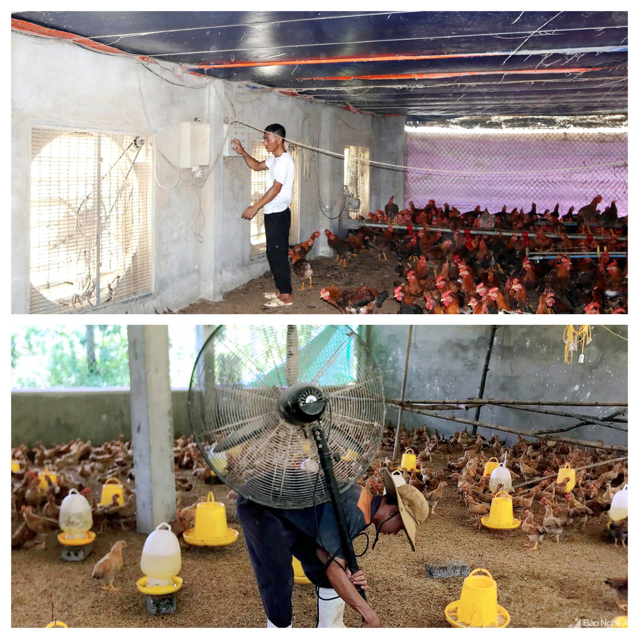 Nông dân Nghệ An đau đầu tìm cách giải nhiệt cho gia súc, gia cầm