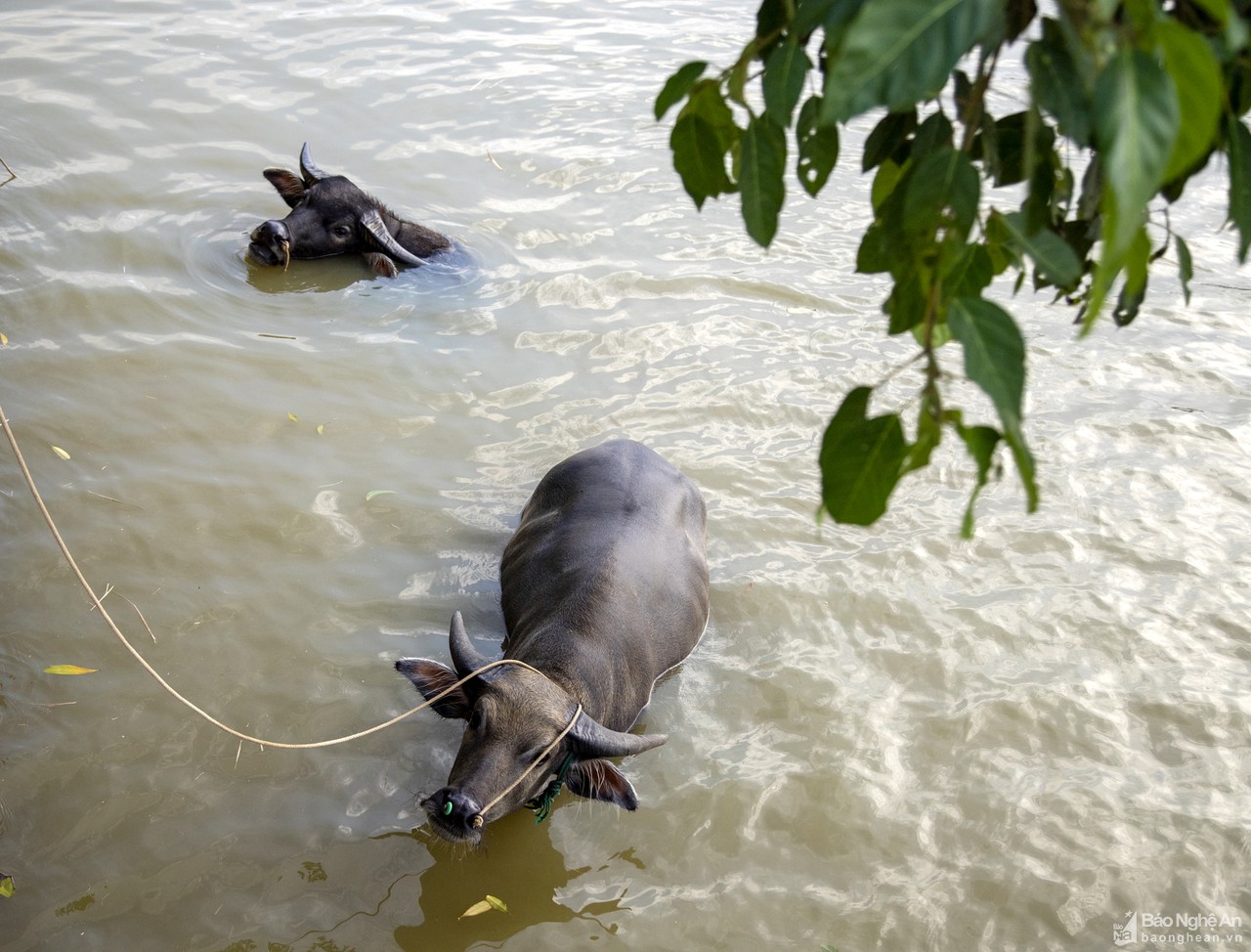 Nông dân Nghệ An đau đầu tìm cách giải nhiệt cho gia súc, gia cầm