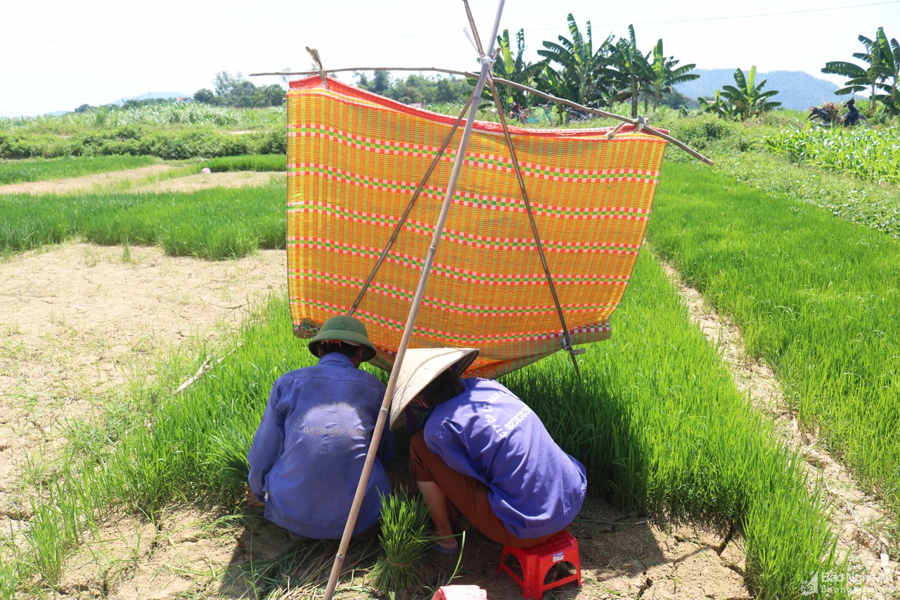 Muôn kiểu chống nắng độc lạ của nông dân Nghệ An