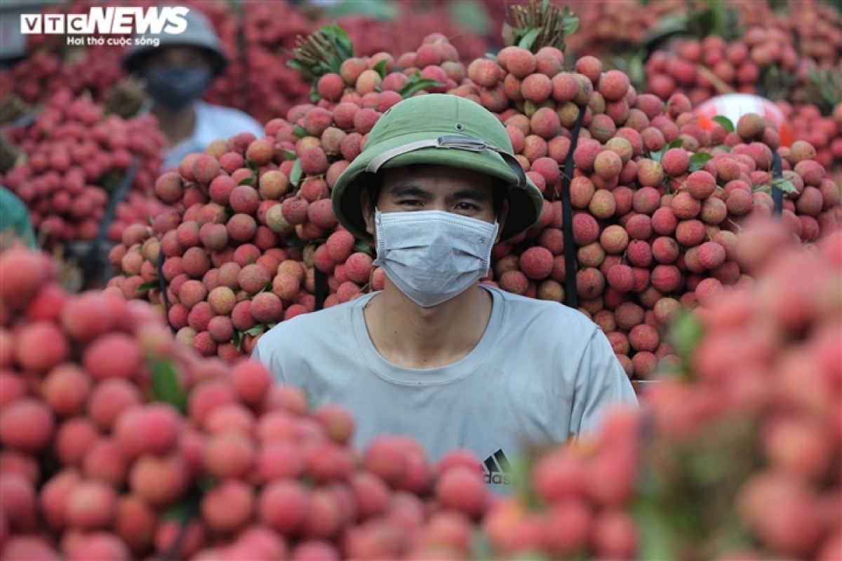 Ảnh: Ấn tượng hàng dài xe chở vải nối đuôi nhau đến điểm thu mua ở Bắc Giang