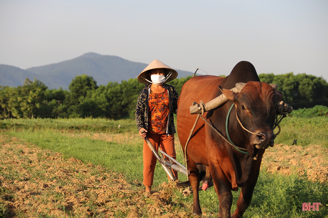 Cận cảnh “trốn nóng” sản xuất hè thu của nông dân thị xã phía Nam Hà Tĩnh