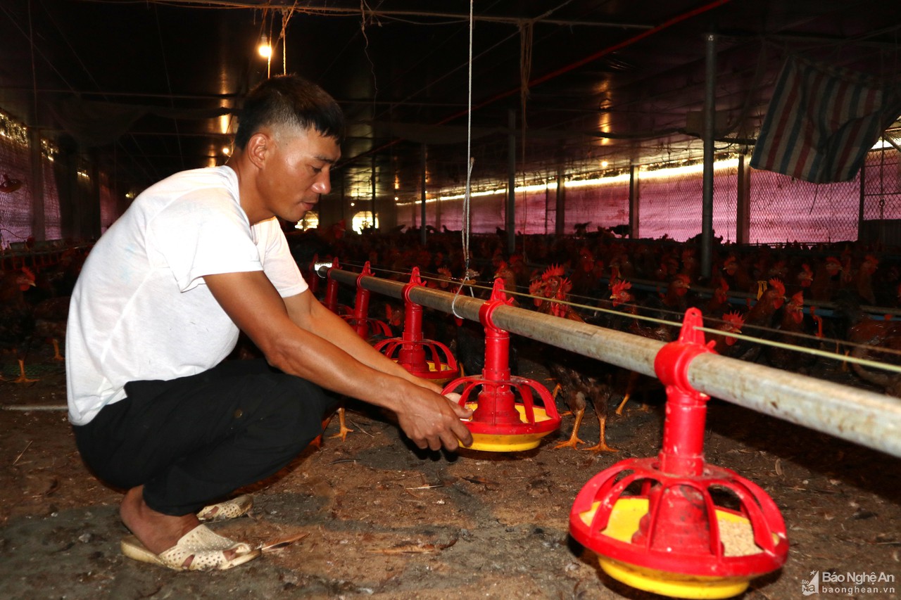 Nông dân Nghệ An đau đầu tìm cách giải nhiệt cho gia súc, gia cầm