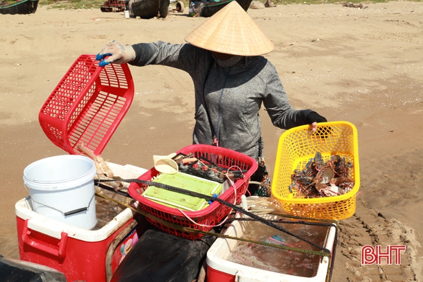 Ngư dân thu tiền triệu sau vài giờ khai thác ghẹ biển ở Hà Tĩnh