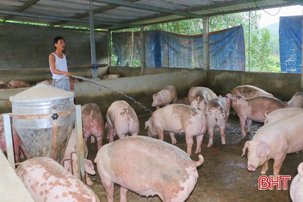 Nông dân Hà Tĩnh chủ động phòng bệnh cho đàn vật nuôi trong mùa nắng