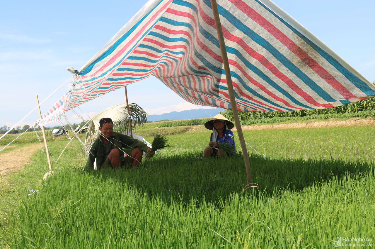 Muôn kiểu chống nắng độc lạ của nông dân Nghệ An