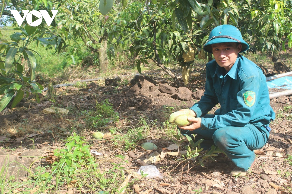 Hàng trăm tấn xoài ở Đắk Nông phải đổ bỏ, xả làm phân bón vì "bí" đầu ra