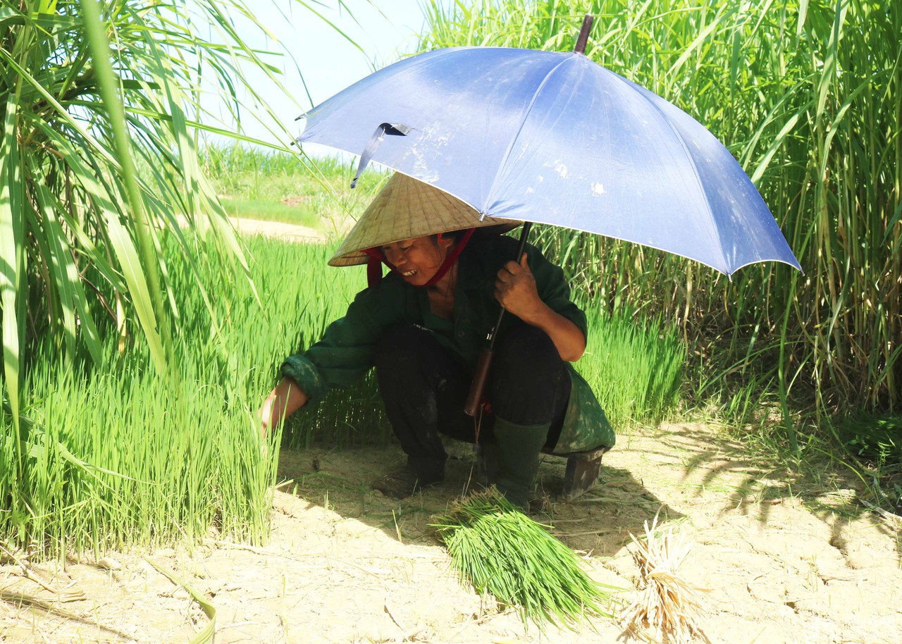 Muôn kiểu chống nắng độc lạ của nông dân Nghệ An