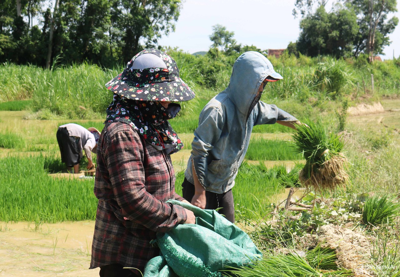 Muôn kiểu chống nắng độc lạ của nông dân Nghệ An