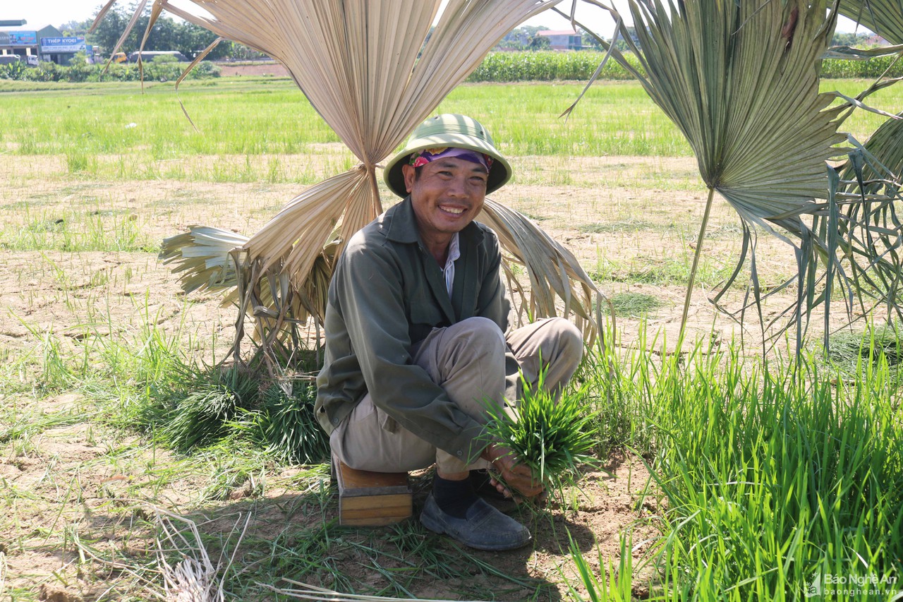 Muôn kiểu chống nắng độc lạ của nông dân Nghệ An