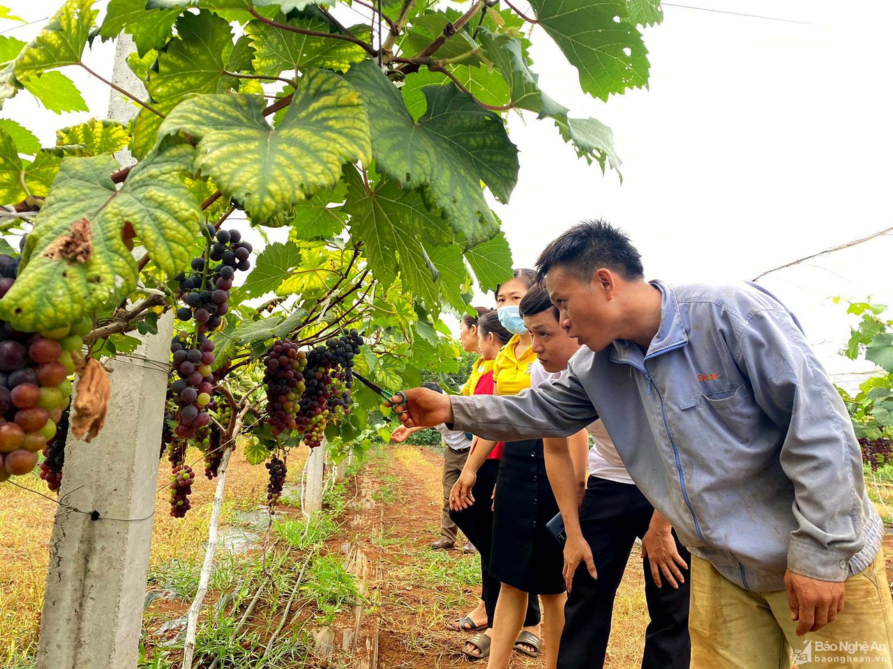 Nông dân Nghĩa Đàn thành công với mô hình nho không hạt 