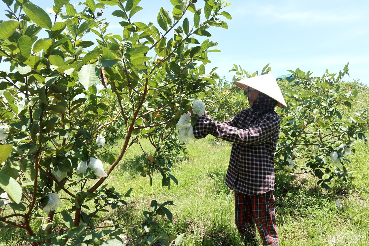 Nghệ An: Hội Nông dân đứng ra nhận ruộng hoang canh tác