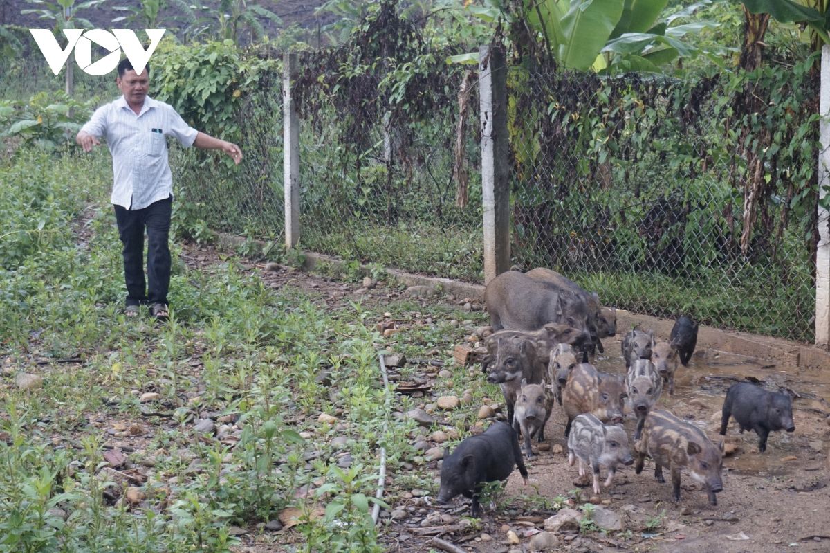 Đảng viên người Cơ Tu nuôi heo rừng thu lãi hàng trăm triệu đồng mỗi năm