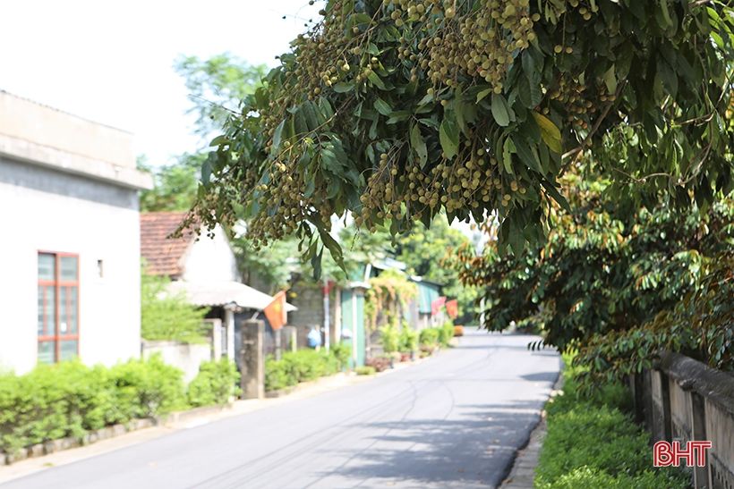 Mát mắt với hàng rào xanh trong nắng hè trên những miền quê nông thôn mới Hà Tĩnh