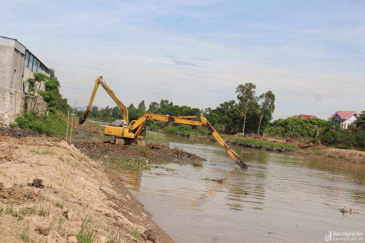 Nghệ An: Bèo tây 