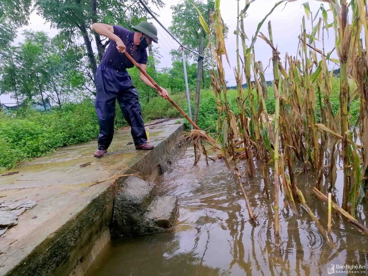 Vựa rau lớn nhất TP. Vinh ngập nặng sau mưa lớn