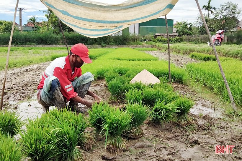 Nông dân Hà Tĩnh “đội nắng” khôi phục lúa hè thu hư hỏng sau mưa lớn