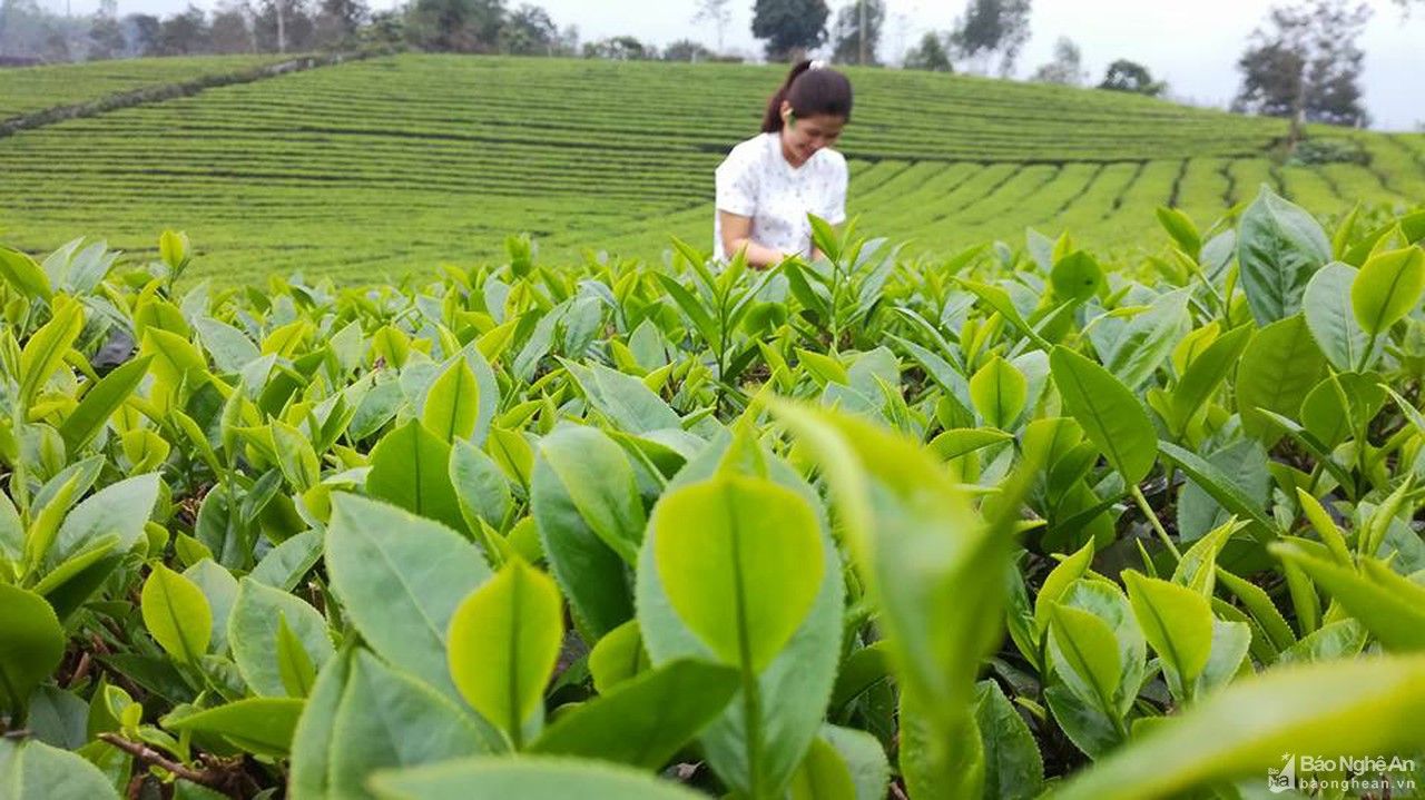 Nông dân và doanh nghiệp Nghệ An 