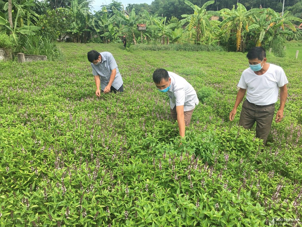 Nông dân Nghệ An trồng húng quế chiết tinh dầu xuất khẩu