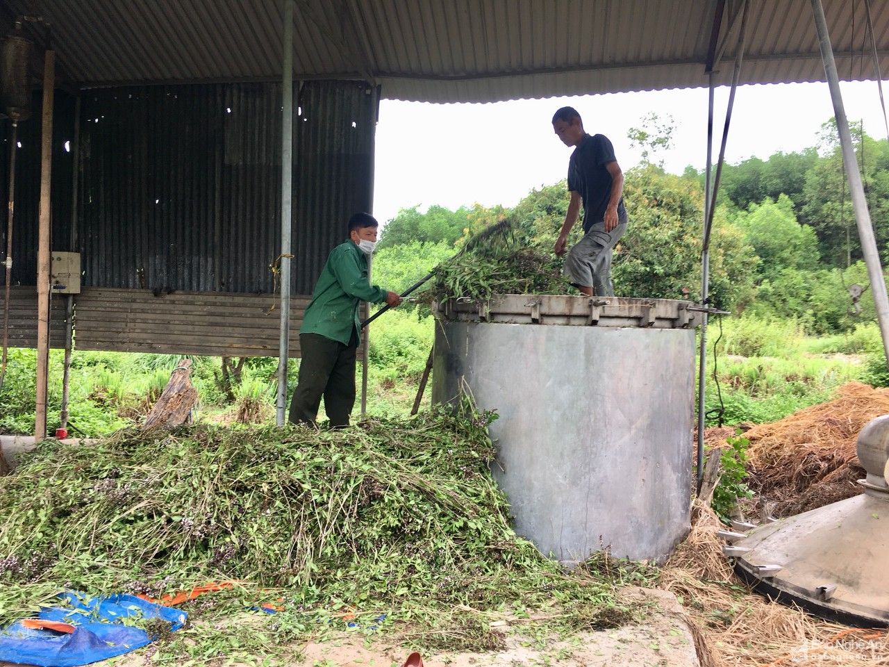 Nông dân Nghệ An trồng húng quế chiết tinh dầu xuất khẩu