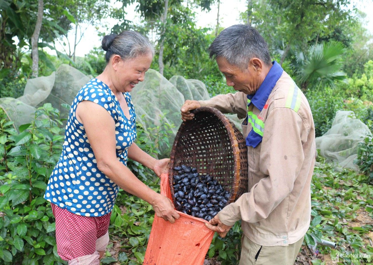 Chênh vênh nghề trèo trám