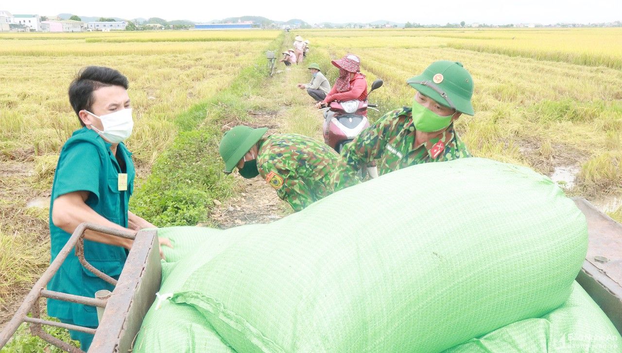 Bộ đội giúp dân trong vùng dịch ở Nghệ An thu hoạch lúa