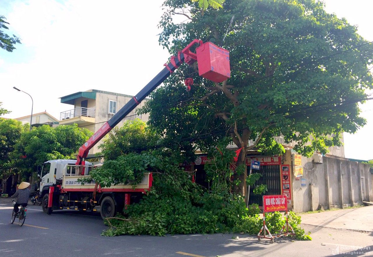 TP. Vinh cắt tỉa trên 3.500 cây xanh trước mùa mưa bão