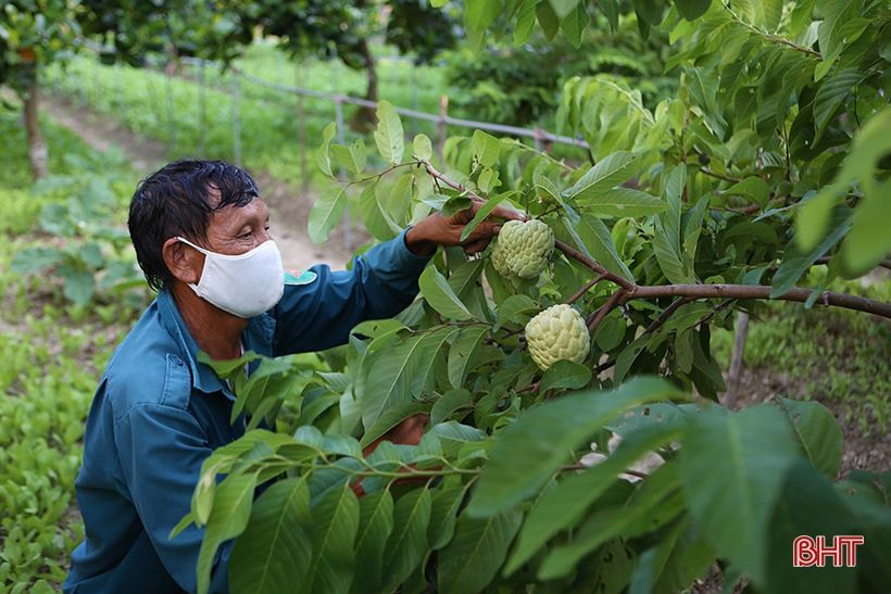 Bỏ nghề phụ hồ, đầu tư làm vườn mẫu xanh tốt quanh năm