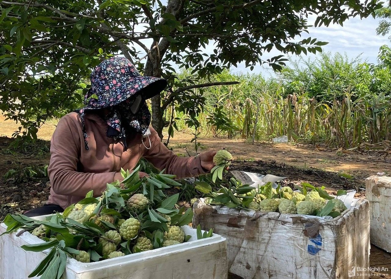 Triển vọng từ cây na dai trồng trên đất đỏ Nghĩa Đàn