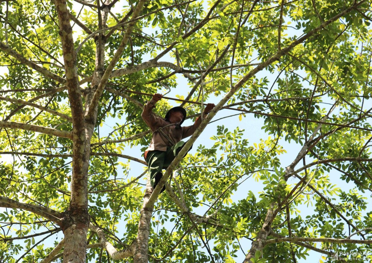 Chênh vênh nghề trèo trám