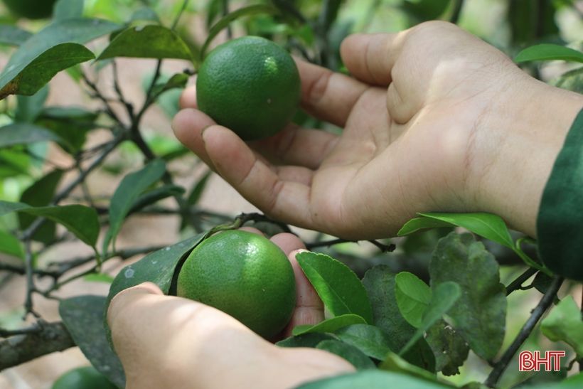 Chanh Vũ Quang sai quả nhưng lại... “rớt” giá, ế hàng!