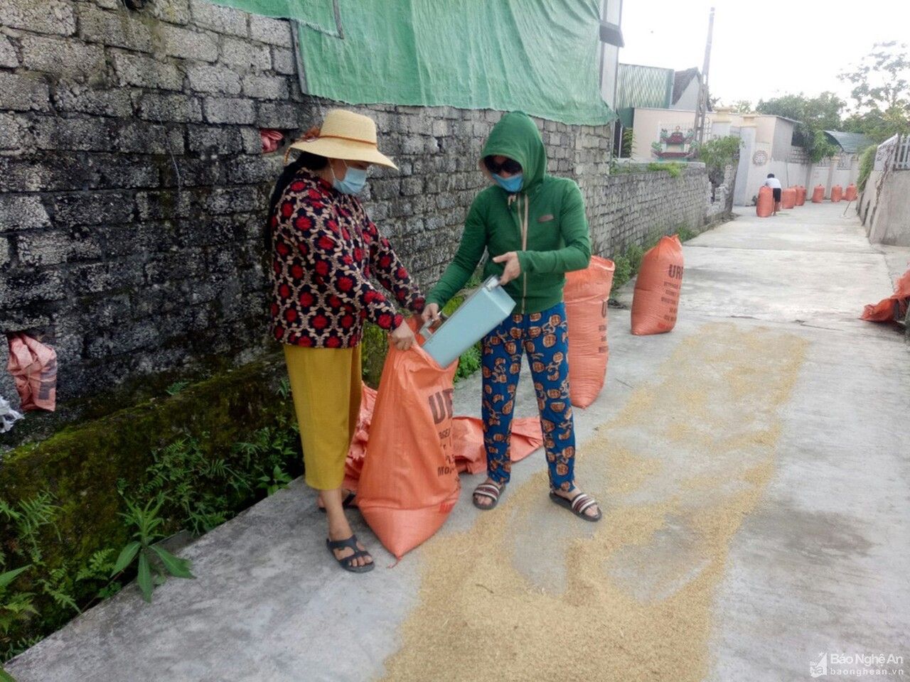 Yên Thành thu hoạch lúa hè thu đảm bảo an toàn chống dịch 