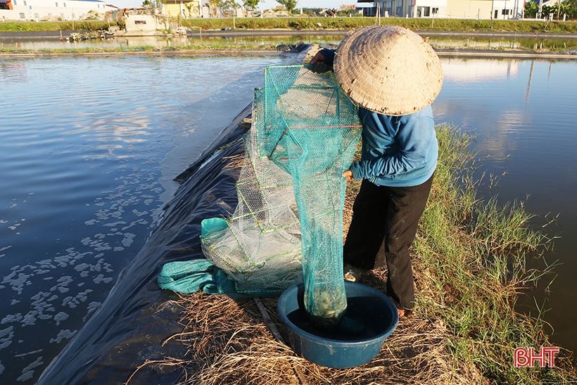 Hơn 15 tấn tôm ở Lộc Hà chưa tìm được thị trường tiêu thụ