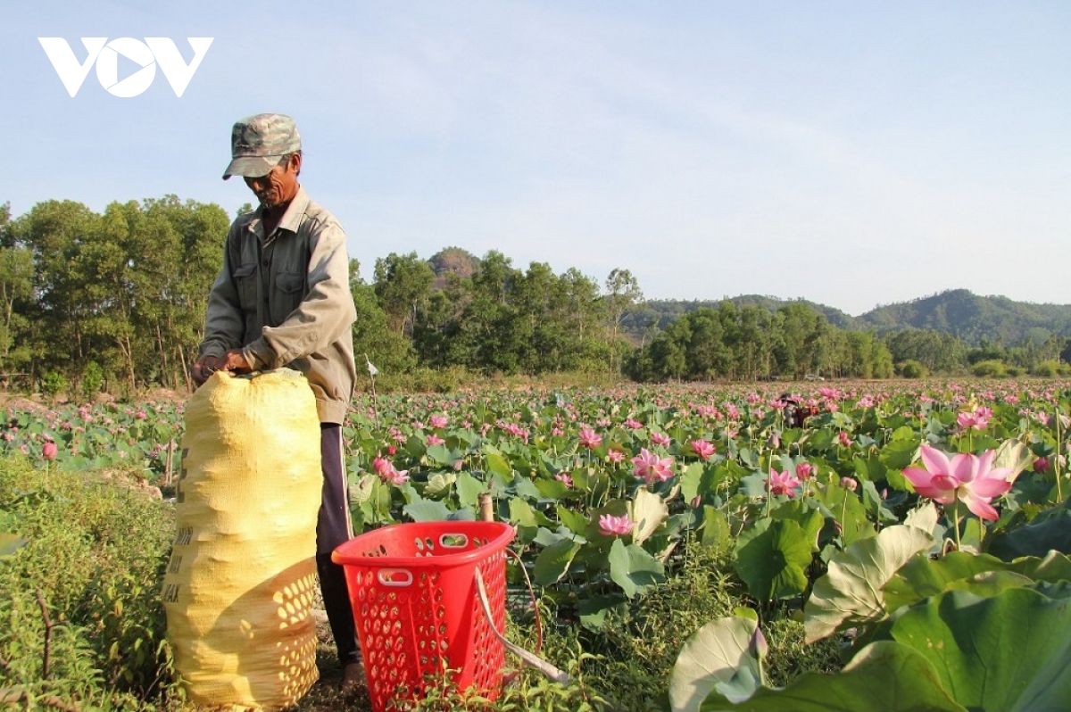 Trồng sen trên đất lúa, nông dân hái ra tiền