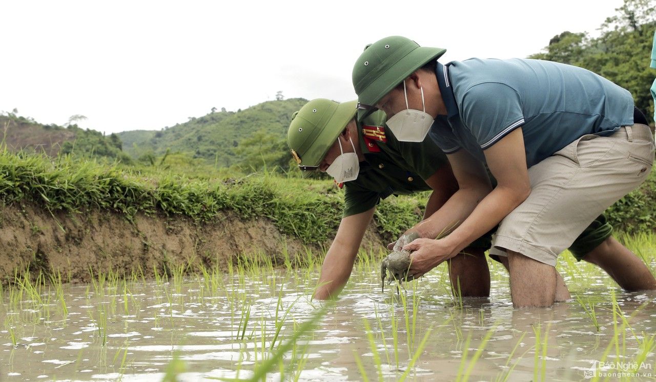 Các lực lượng giúp người dân vùng tâm dịch Tương Dương cấy lúa