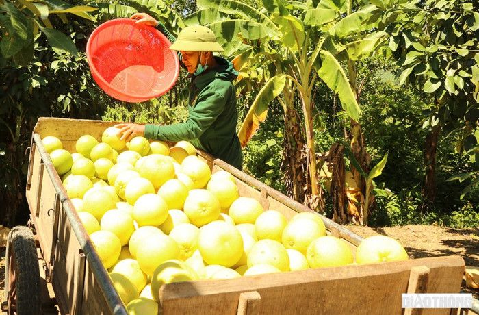 Bưởi Phúc Trạch chín vàng, chủ vườn "ngồi trên đống lửa"... chờ giải cứu