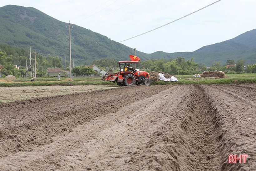 Nông dân vựa hành tăm Hà Tĩnh hối hả xuống giống vụ mới