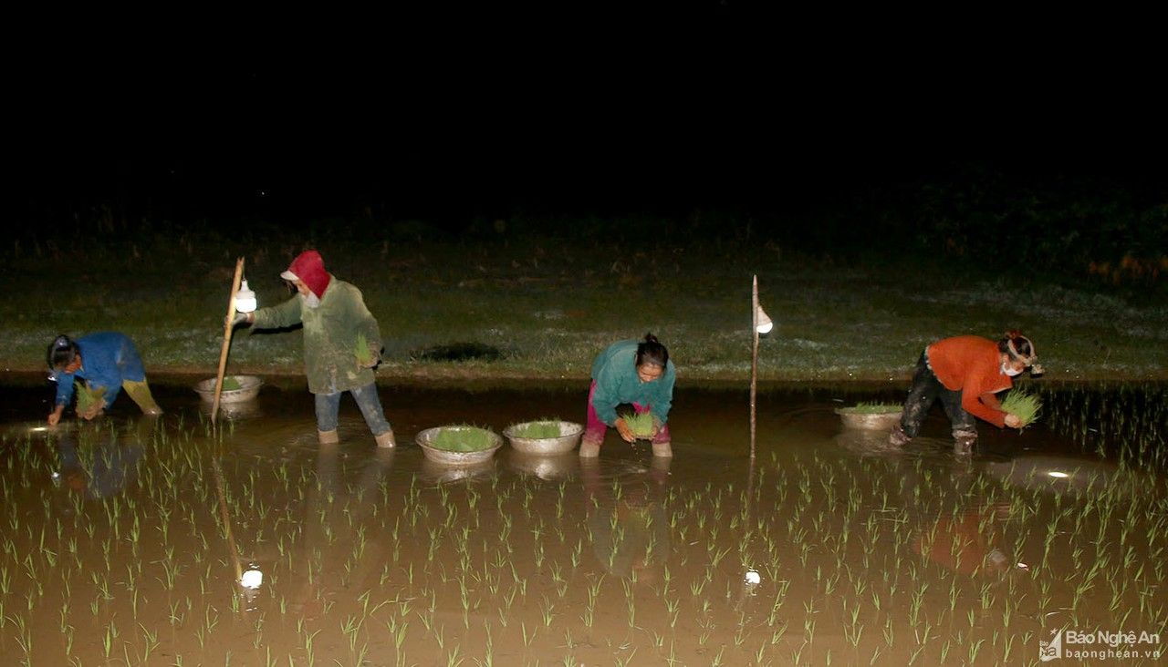 Nông dân vùng cao Nghệ An cấy đêm tránh nắng