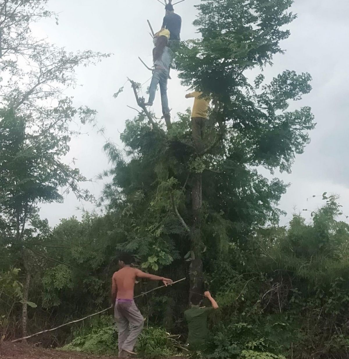 Trèo cây hái lá cho dê ăn, một phụ nữ ở Đắk Lắk bị điện giật tử vong