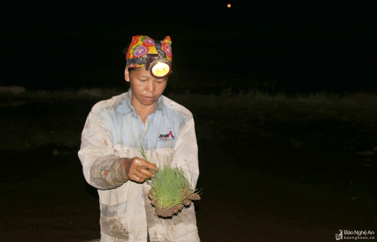 Nông dân vùng cao Nghệ An cấy đêm tránh nắng