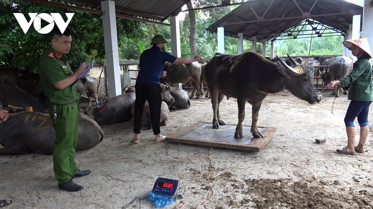 Vận chuyển trái phép 120 con trâu qua biên giới 